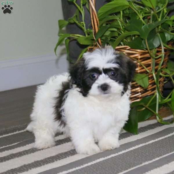 Cody, Teddy Bear Puppy