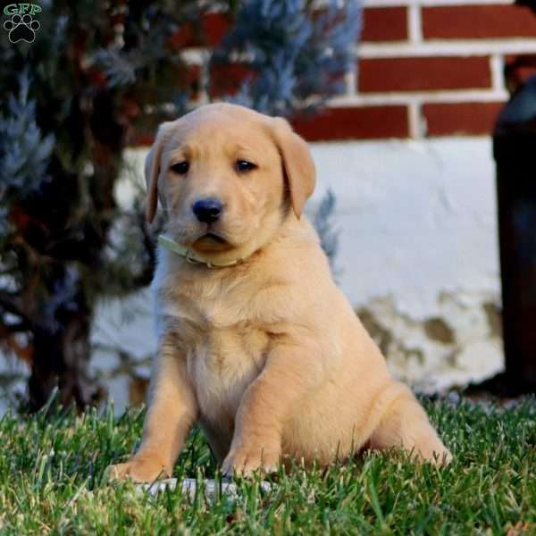 Cody, Fox Red Labrador Retriever Puppy