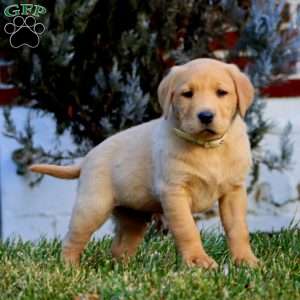Cody, Fox Red Labrador Retriever Puppy