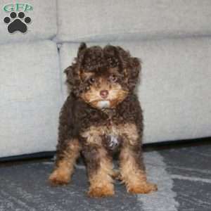 Cody, Toy Poodle Puppy