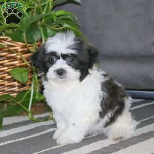 Cody, Teddy Bear Puppy