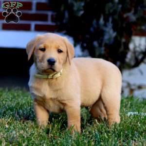 Cody, Fox Red Labrador Retriever Puppy