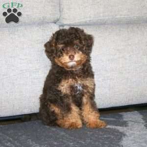 Cody, Toy Poodle Puppy
