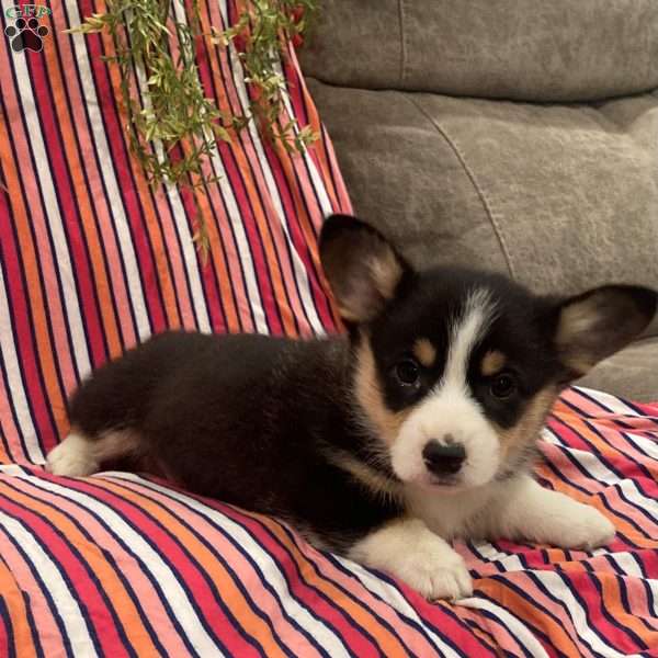 Coffee, Pembroke Welsh Corgi Puppy