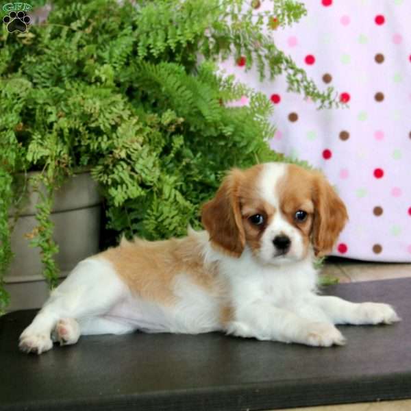 Coffee, Cavalier King Charles Spaniel Puppy