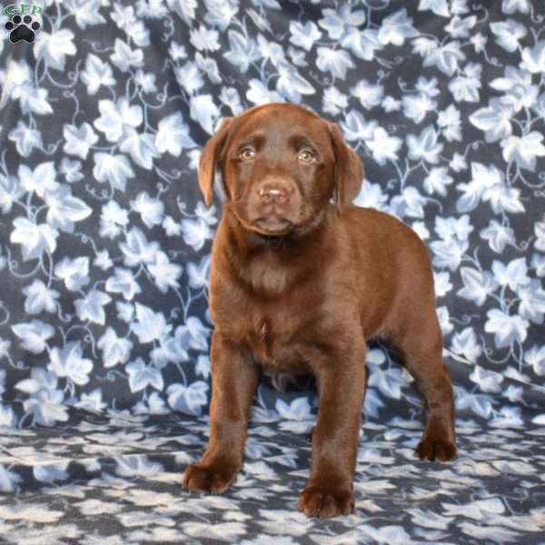 Colby, Chocolate Labrador Retriever Puppy
