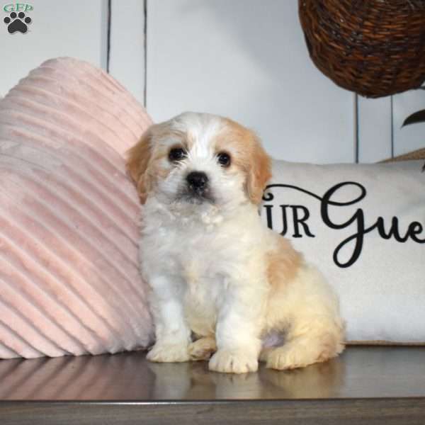 Colby, Cavachon Puppy