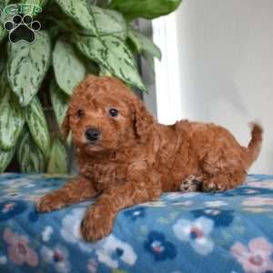 Colby, Mini Goldendoodle Puppy