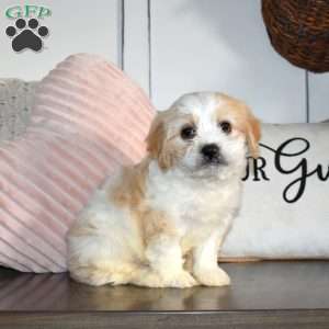 Colby, Cavachon Puppy