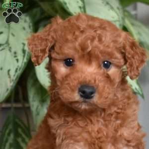 Colby, Mini Goldendoodle Puppy