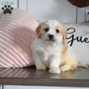 Colby, Cavachon Puppy