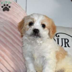 Colby, Cavachon Puppy