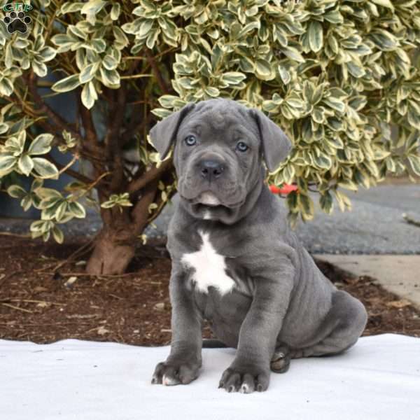 Commander, Cane Corso Puppy