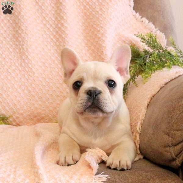 Conrad, French Bulldog Puppy