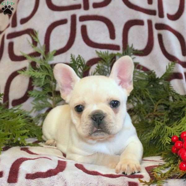 Conrad, French Bulldog Puppy