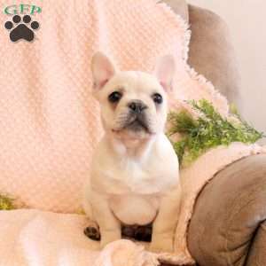 Conrad, French Bulldog Puppy