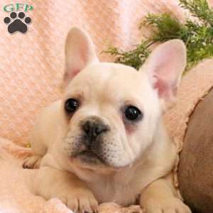 Conrad, French Bulldog Puppy