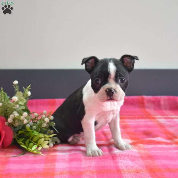 Cookie, Boston Terrier Puppy