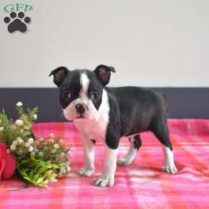 Cookie, Boston Terrier Puppy
