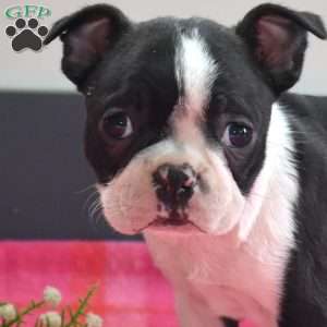 Cookie, Boston Terrier Puppy