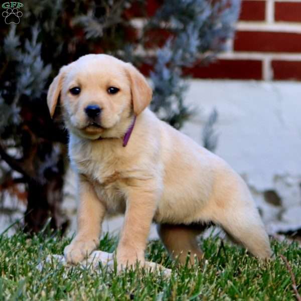 Cookie, Fox Red Labrador Retriever Puppy