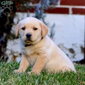 Cookie, Fox Red Labrador Retriever Puppy