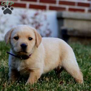 Cookie, Fox Red Labrador Retriever Puppy
