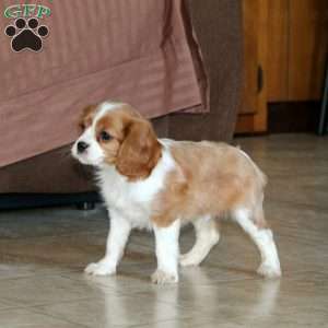Cookie, Cavalier King Charles Spaniel Puppy
