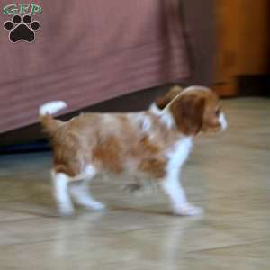 Cookie, Cavalier King Charles Spaniel Puppy