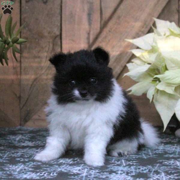 Cookies and Cream, Pomeranian Puppy