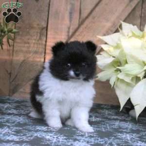 Cookies and Cream, Pomeranian Puppy