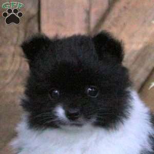 Cookies and Cream, Pomeranian Puppy