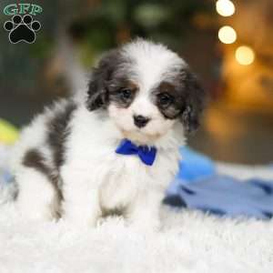 Cooper, Cavapoo Puppy