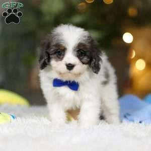 Cooper, Cavapoo Puppy