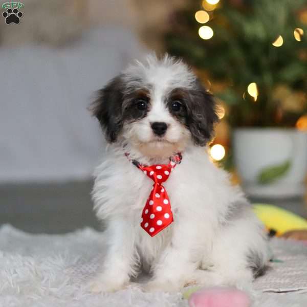 Cooper, Cavapoo Puppy