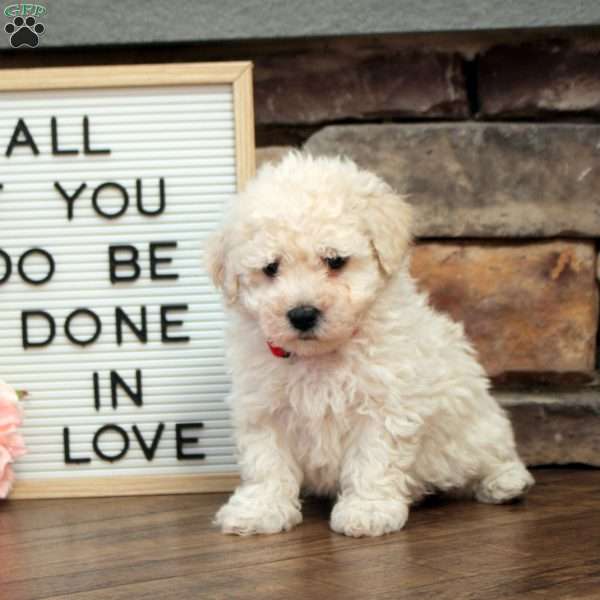 Cooper, Bich-Poo Puppy