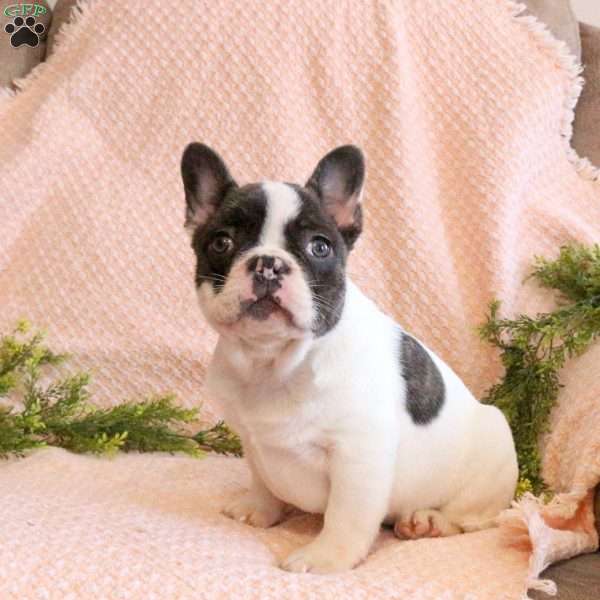 Cooper, French Bulldog Puppy