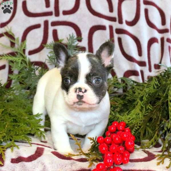 Cooper, French Bulldog Puppy