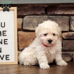 Cooper, Bich-Poo Puppy