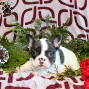 Cooper, French Bulldog Puppy