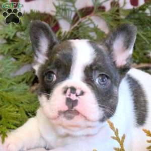 Cooper, French Bulldog Puppy