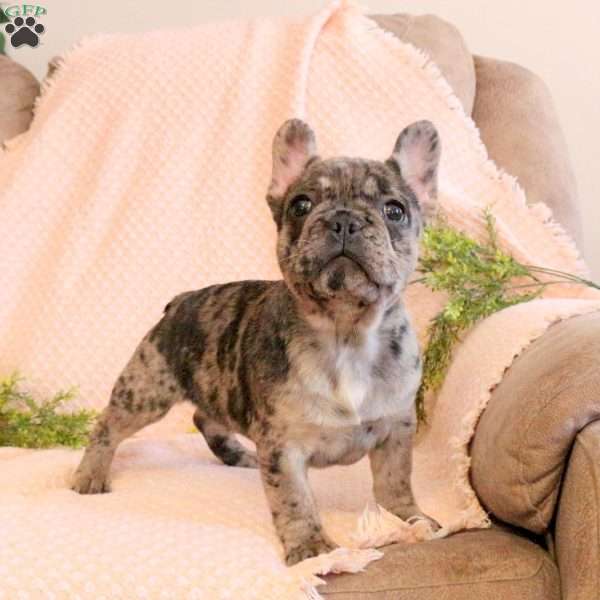 Cora, French Bulldog Puppy