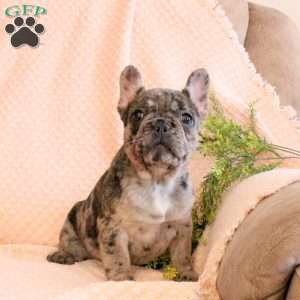 Cora, French Bulldog Puppy