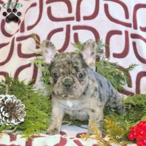 Cora, French Bulldog Puppy