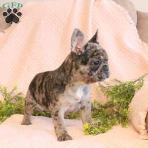 Cora, French Bulldog Puppy
