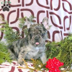 Cora, French Bulldog Puppy