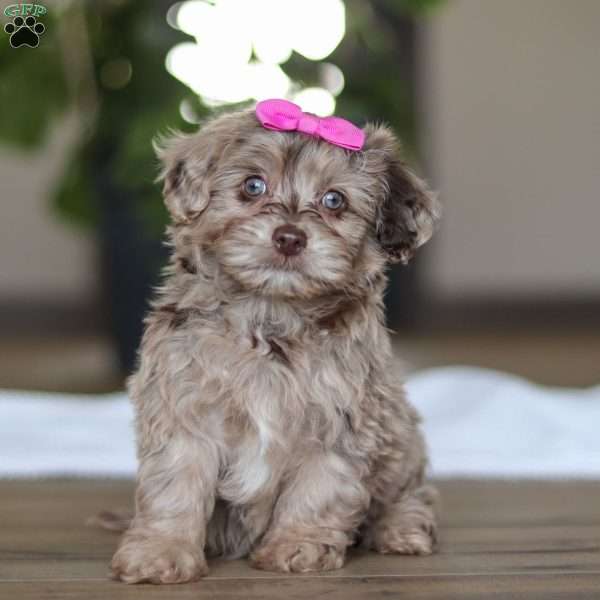 Coral, Havapoo Puppy