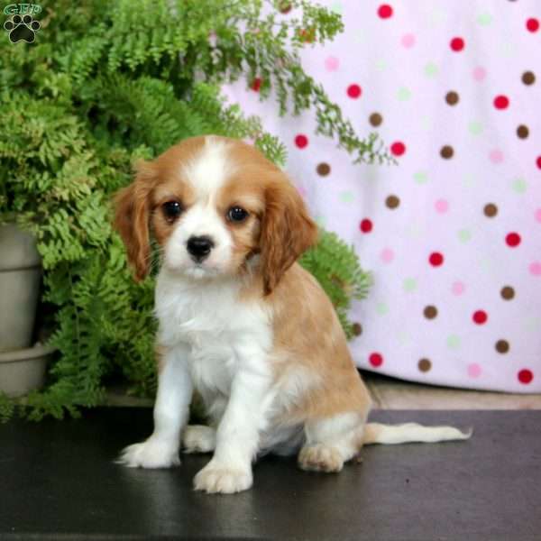 Cream, Cavalier King Charles Spaniel Puppy