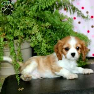 Cream, Cavalier King Charles Spaniel Puppy