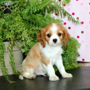 Cream, Cavalier King Charles Spaniel Puppy